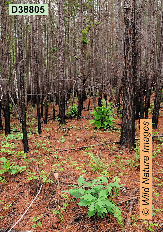 Slash Pine (Pinus elliottii)